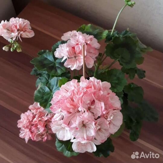 Пеларгония Розовый фламинго сортовая