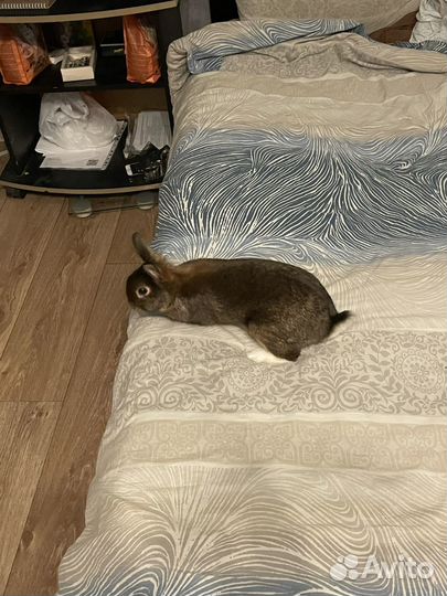 Карликовый сатин в добрые руки