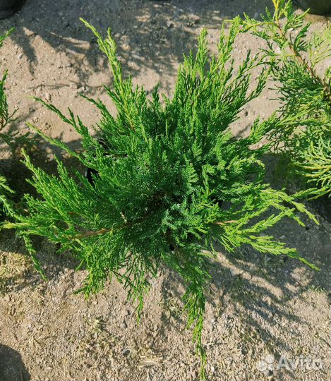 Можжевельник 