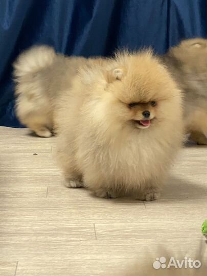 Померанский шпиц