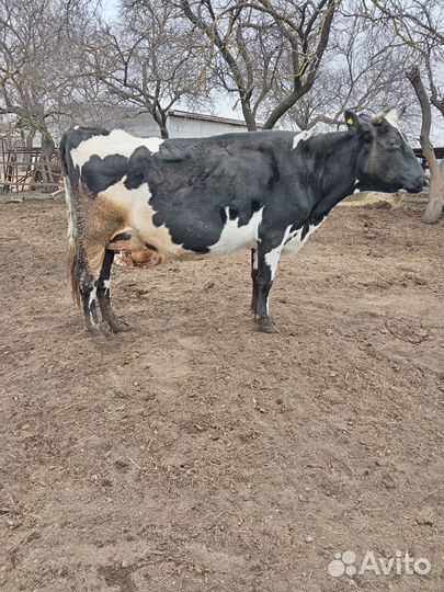 Отличные телки от высокоудойных коров