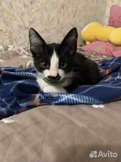 Домашние животные кошки