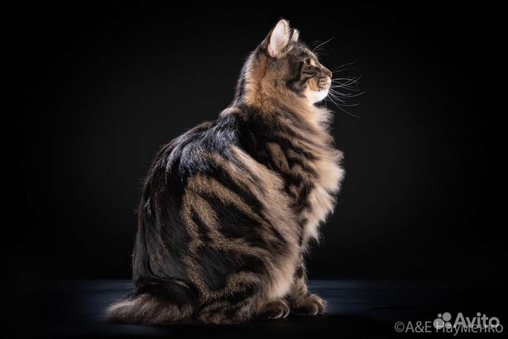 Вязка. Продажа котят