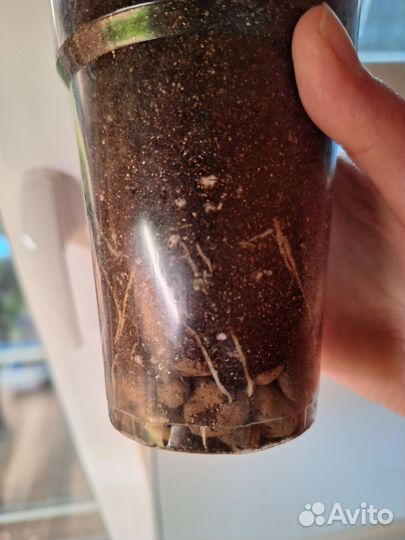 Фикус эластика Руби