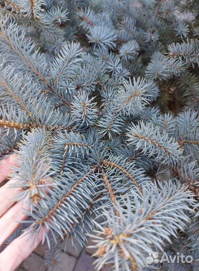 Ели более 2.5м предзаказ