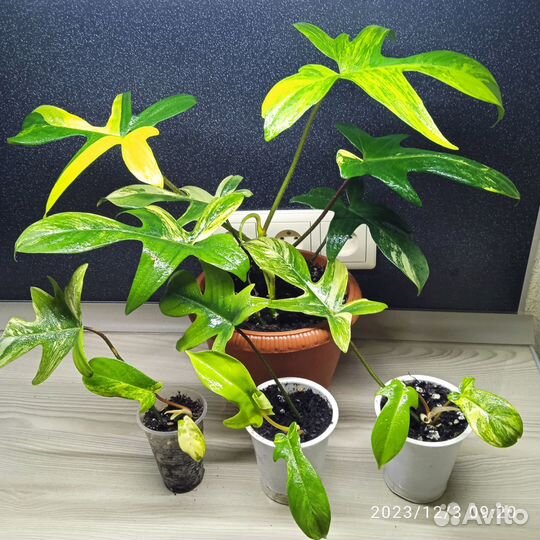 Филодендрон magic mask