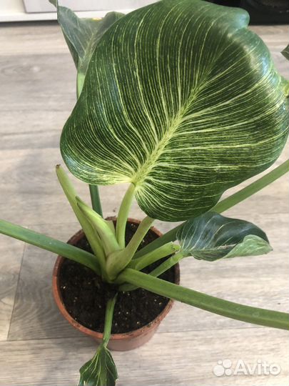 Филодендрон Биркин