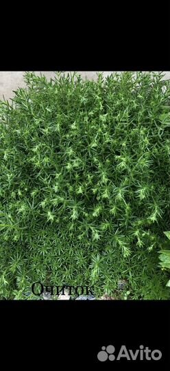 Живучка ползучая, примула, стахис и др