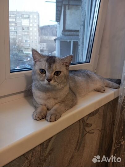 Вязка британская кошка