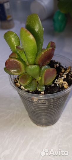 Суккуленты