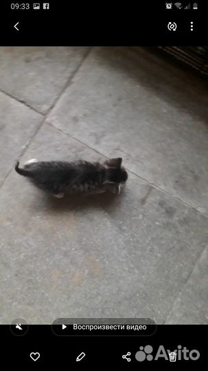 Отдам в добрые руки