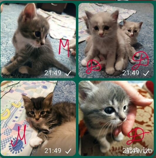 Котята в добрые руки