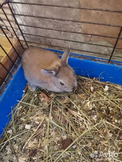 Морская свинка, кролики декоративные