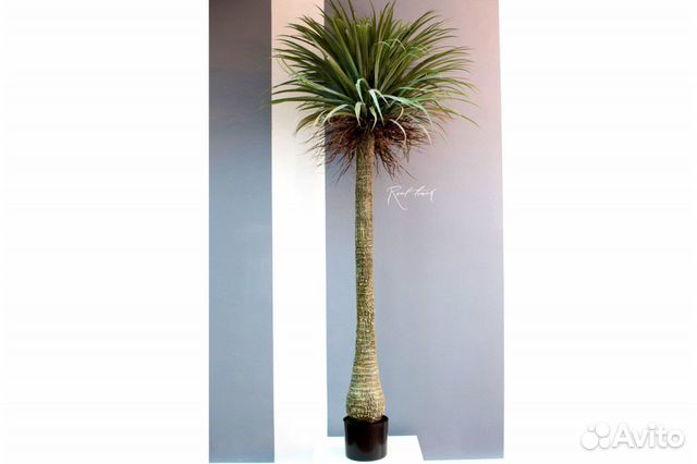 Искусственная пальма Нолина в кашпо новая 180 см