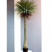 Искусственная пальма Нолина в кашпо новая 180 см