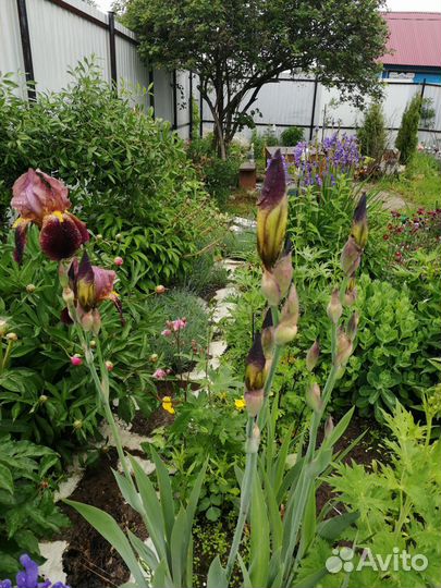Ирисы