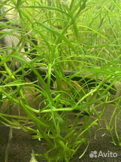 Аквариумное растение