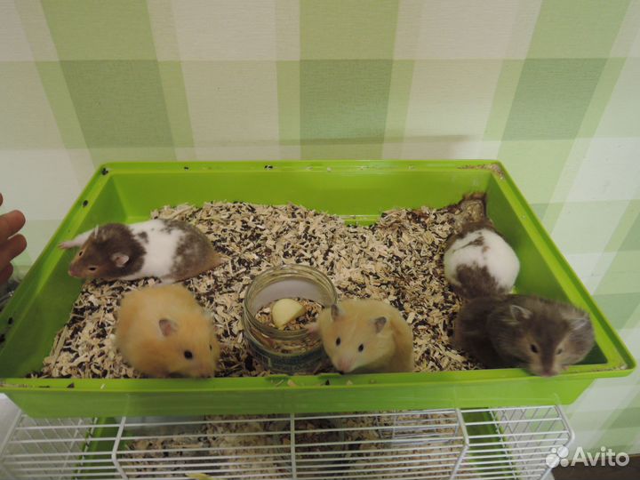 Сирийские хомячки малыши и полугодки