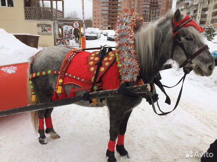 Упряжь Выездная с хомутом №3