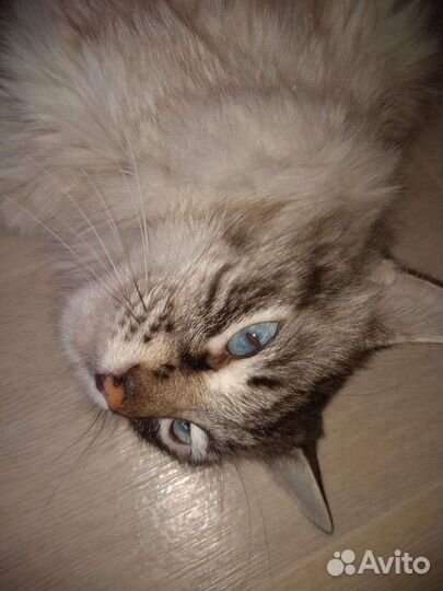 Котик Сëма ищет дом