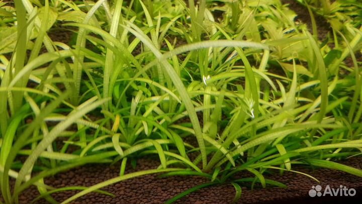 Растения для аквариума и тетраселмис