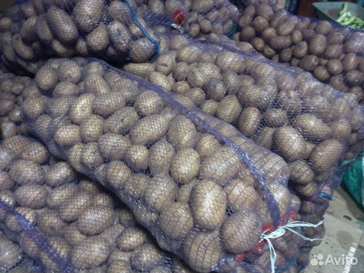 Продам картофель