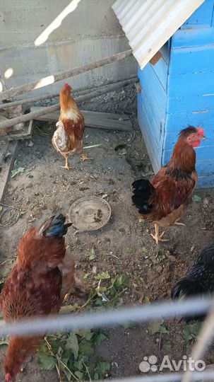 Петух брама, русская хохлатая