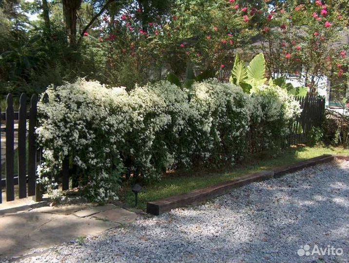 Клематис манчжурский