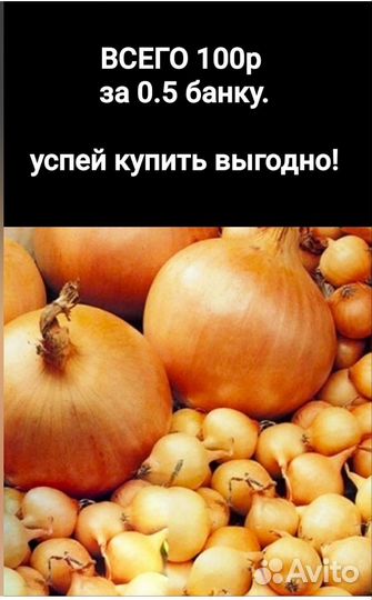 Лук севок штутгартер