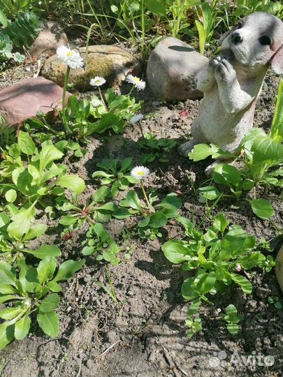 Растения для сада многолетники Маргоритка