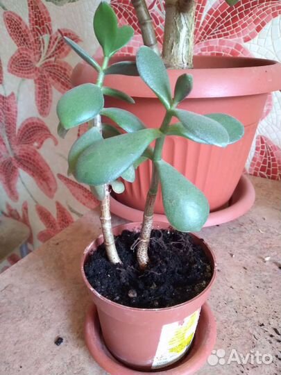 Денежное дерево (Толстянка)