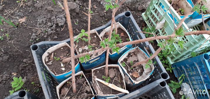 Растения для сада