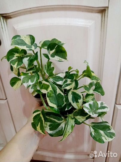 Эпипремнумы