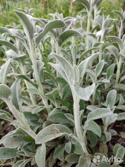 Многолетники