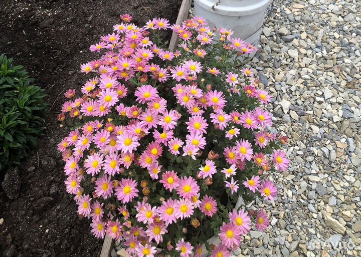 Хризантемы мультифлора