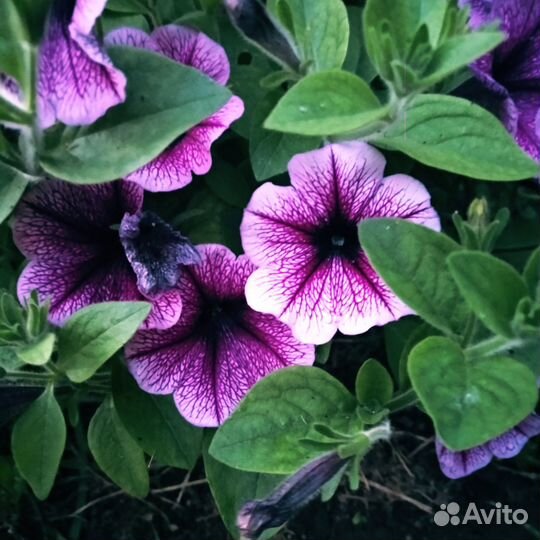 Петуньи Рассада