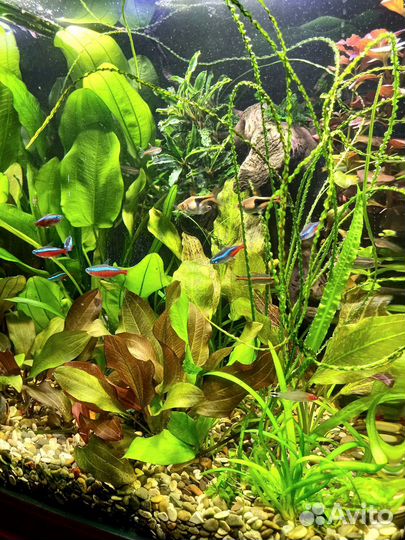 Прополка из аквариумов на фото