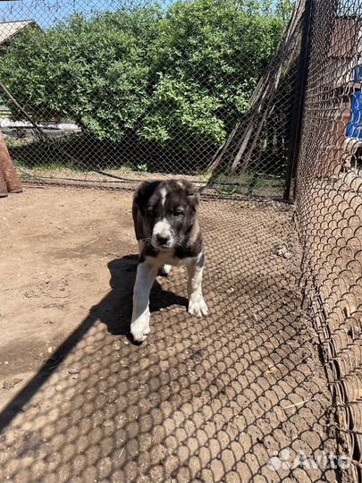 Щенки сао алабай