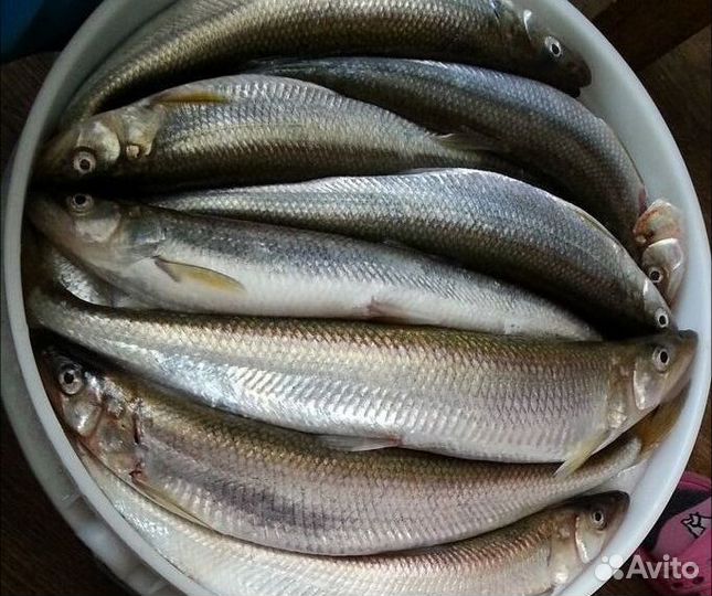 Корюшка малосол