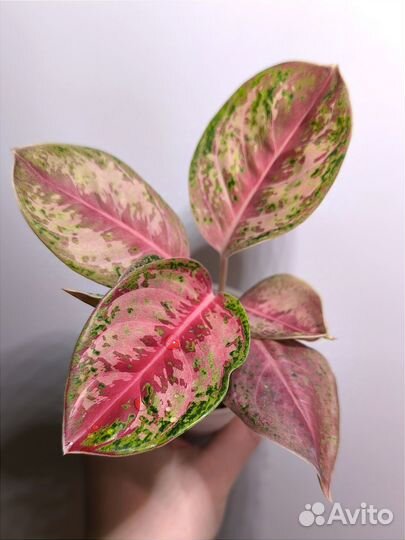 Аглаонема супер вайт, 10 карат