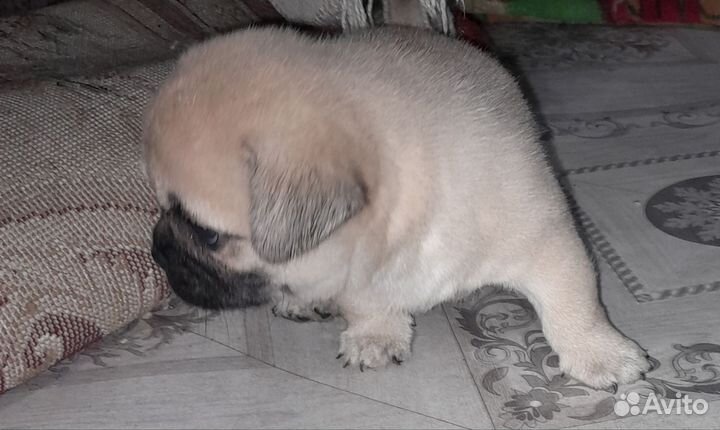 Метис мопса