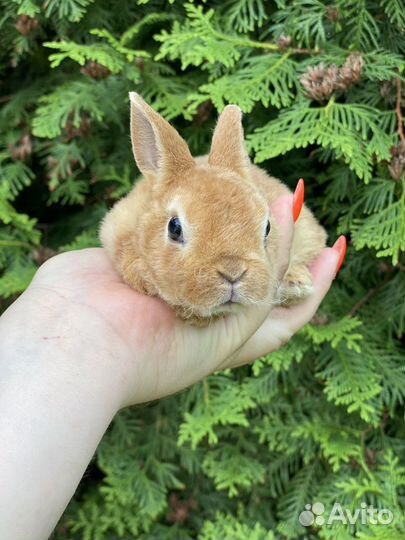 Большой выбор крольчат