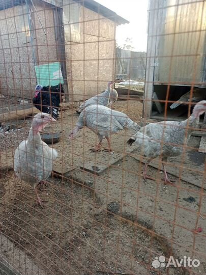 Индюшки домашние