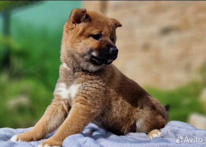 Собаки сиба ину щенки