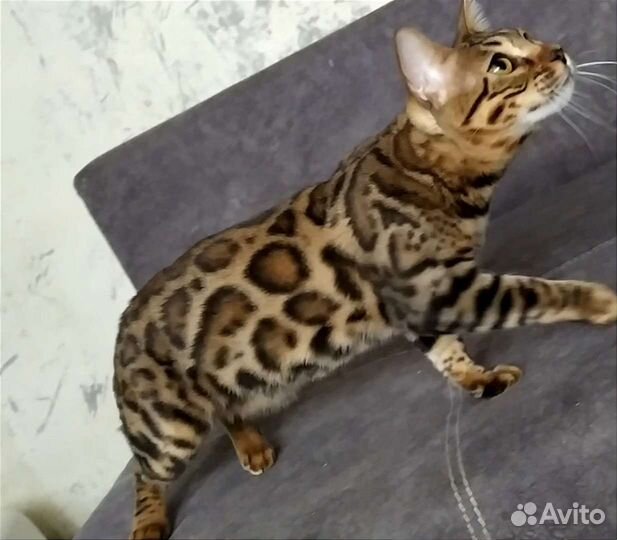 Бенгальские котята