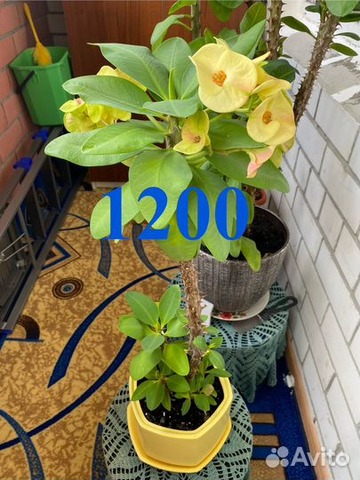 Эуфорбия Миля (Молочай)