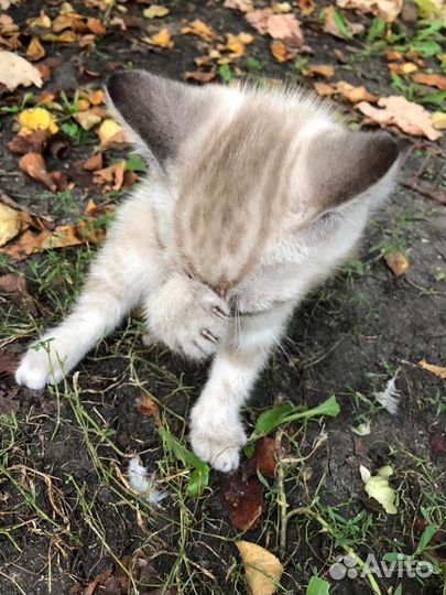 Котята мальчики от кошки крыселовки