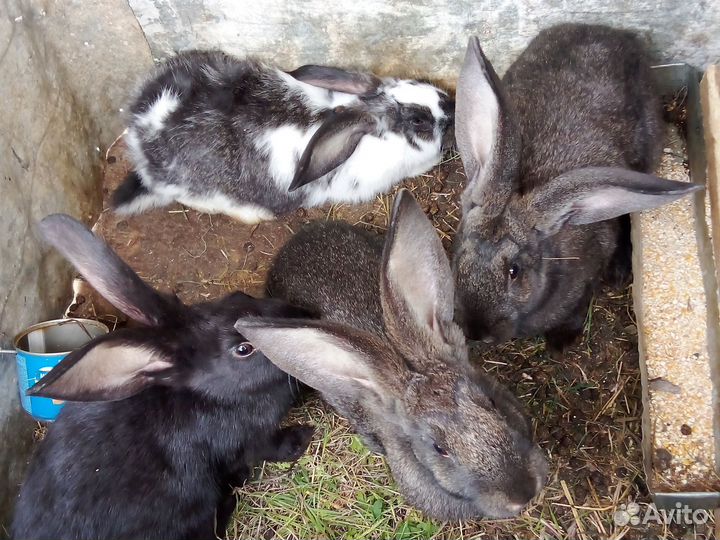 Кролики мясных пород