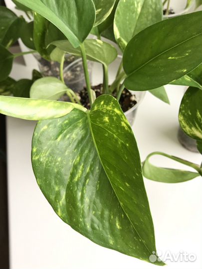 Сциндапсус золотистый