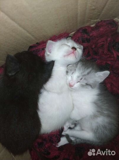 Котята в добрые руки